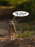 Burrowing Owl