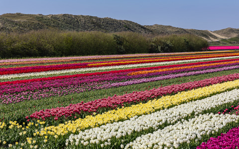 Tulpen